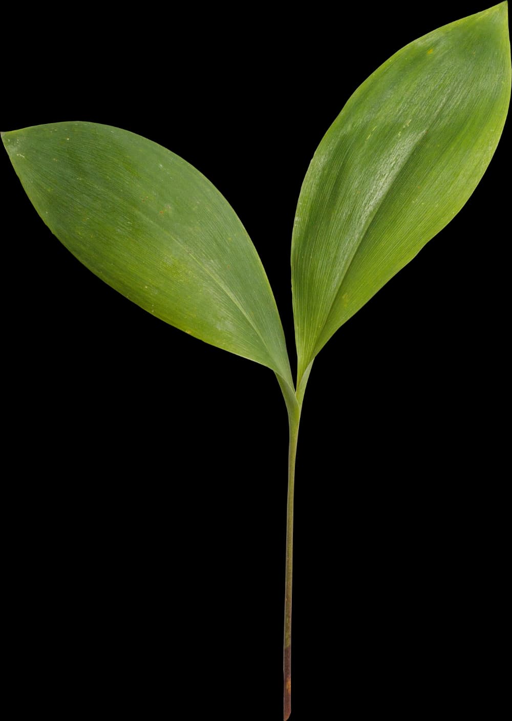 Leaf